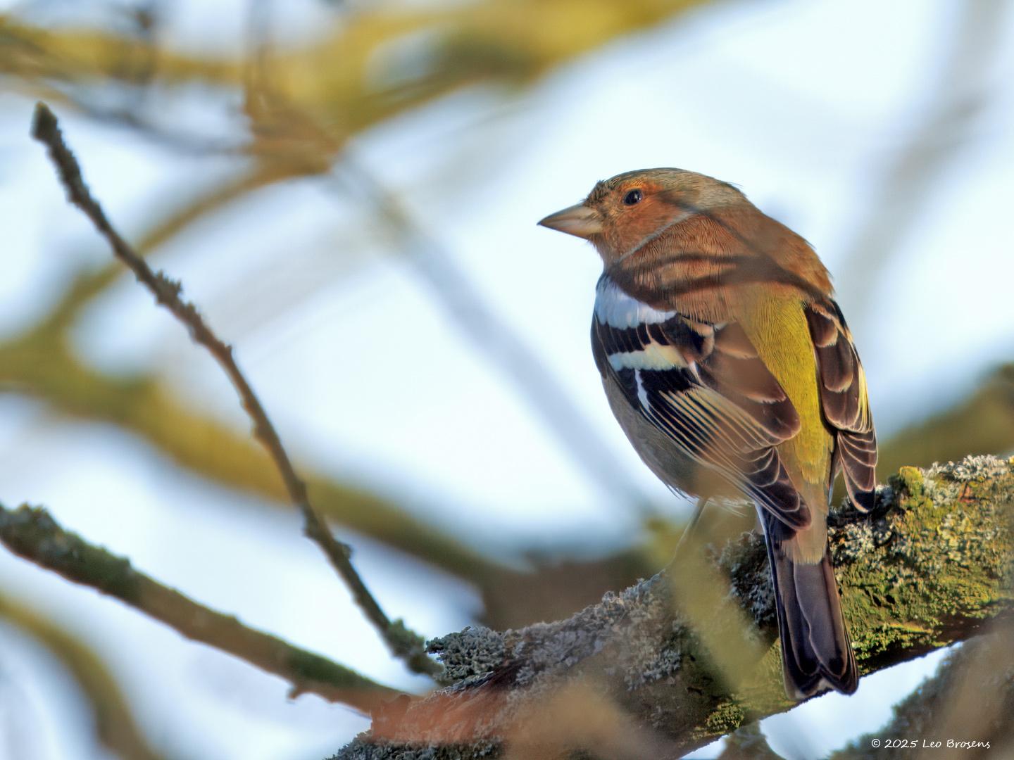 Vink-20250307g14401A1A3026atcrfb-Oude-Buisse-Heide.jpg