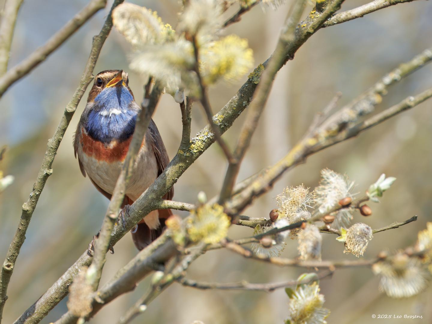 Blauwborst-20250411g14401A1A5609atcrfb-De-Matjens_0.jpg
