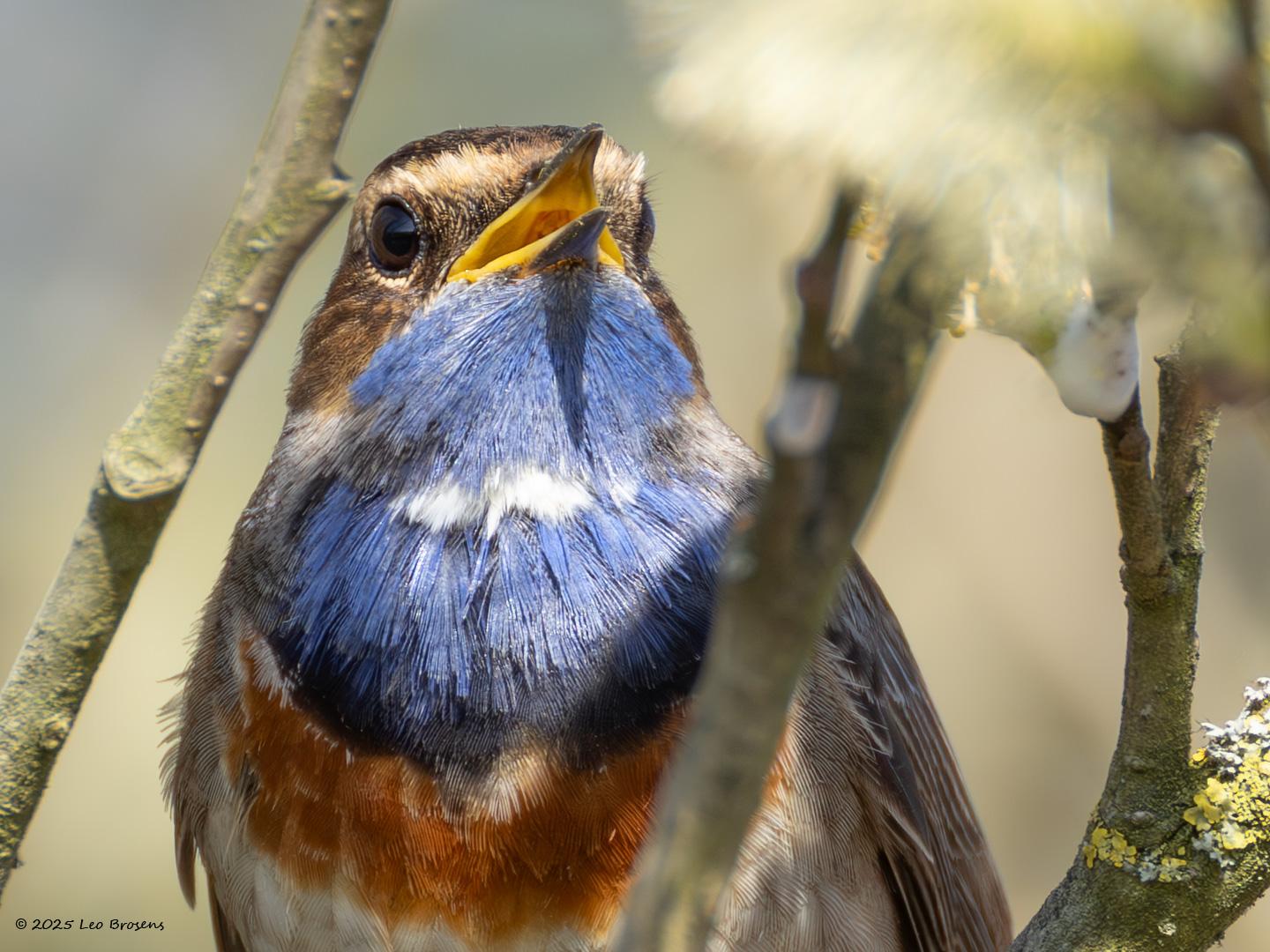 Blauwborst-20250411g14401A1A5609avcrfb-De-Matjens_0.jpg