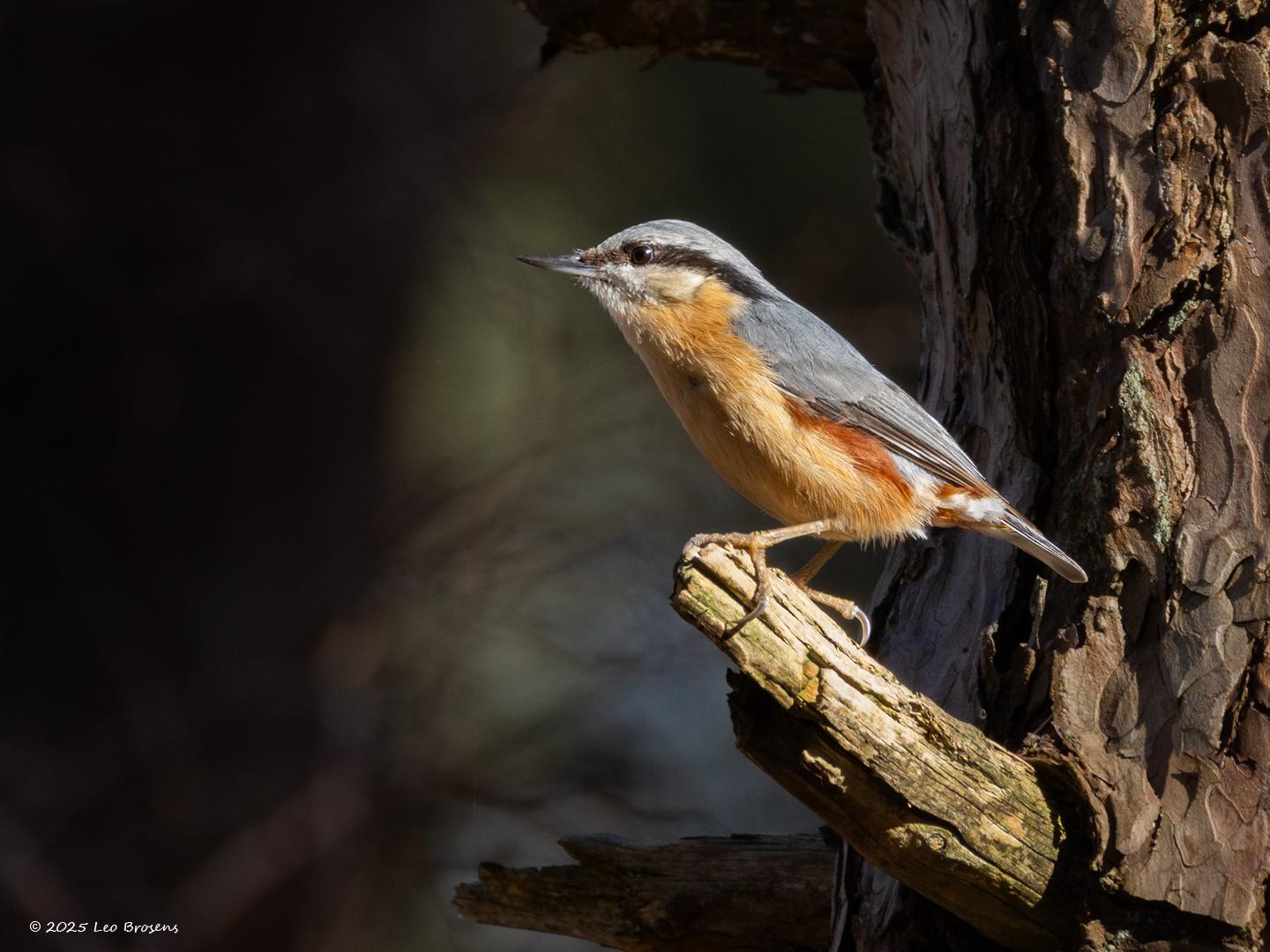 Boomklever-20250320g14401A1A4043acrfb-Oude-Buisse-Heide.jpg
