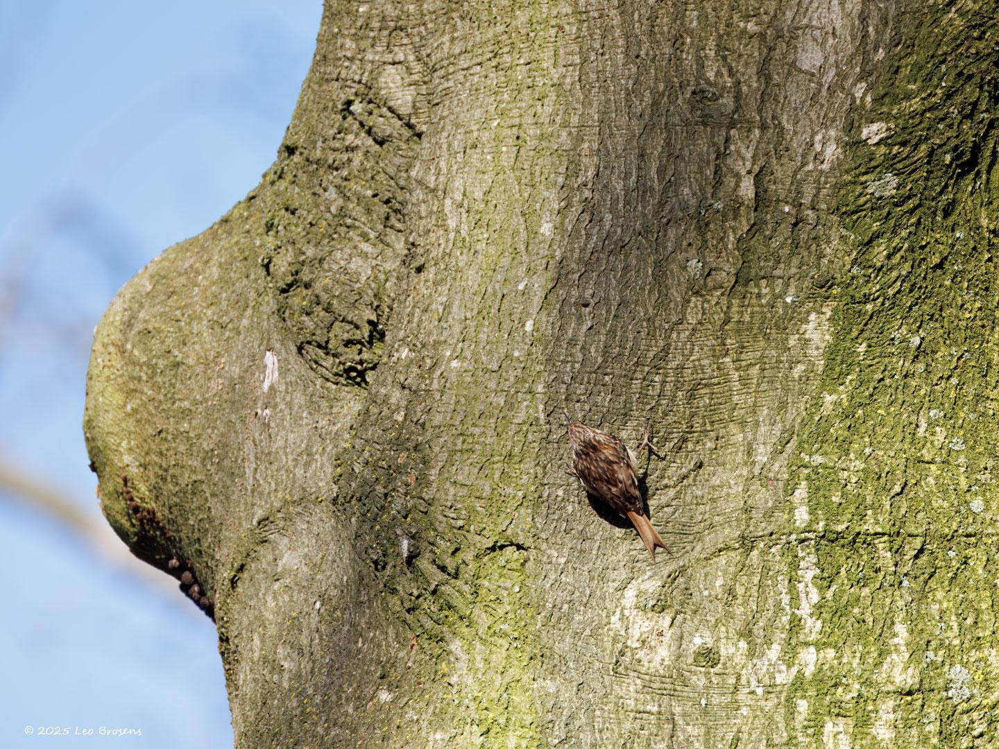 Boomkruiper-20250320g14401A1A4080atcrfb-Oude-Buisse-Heide.jpg