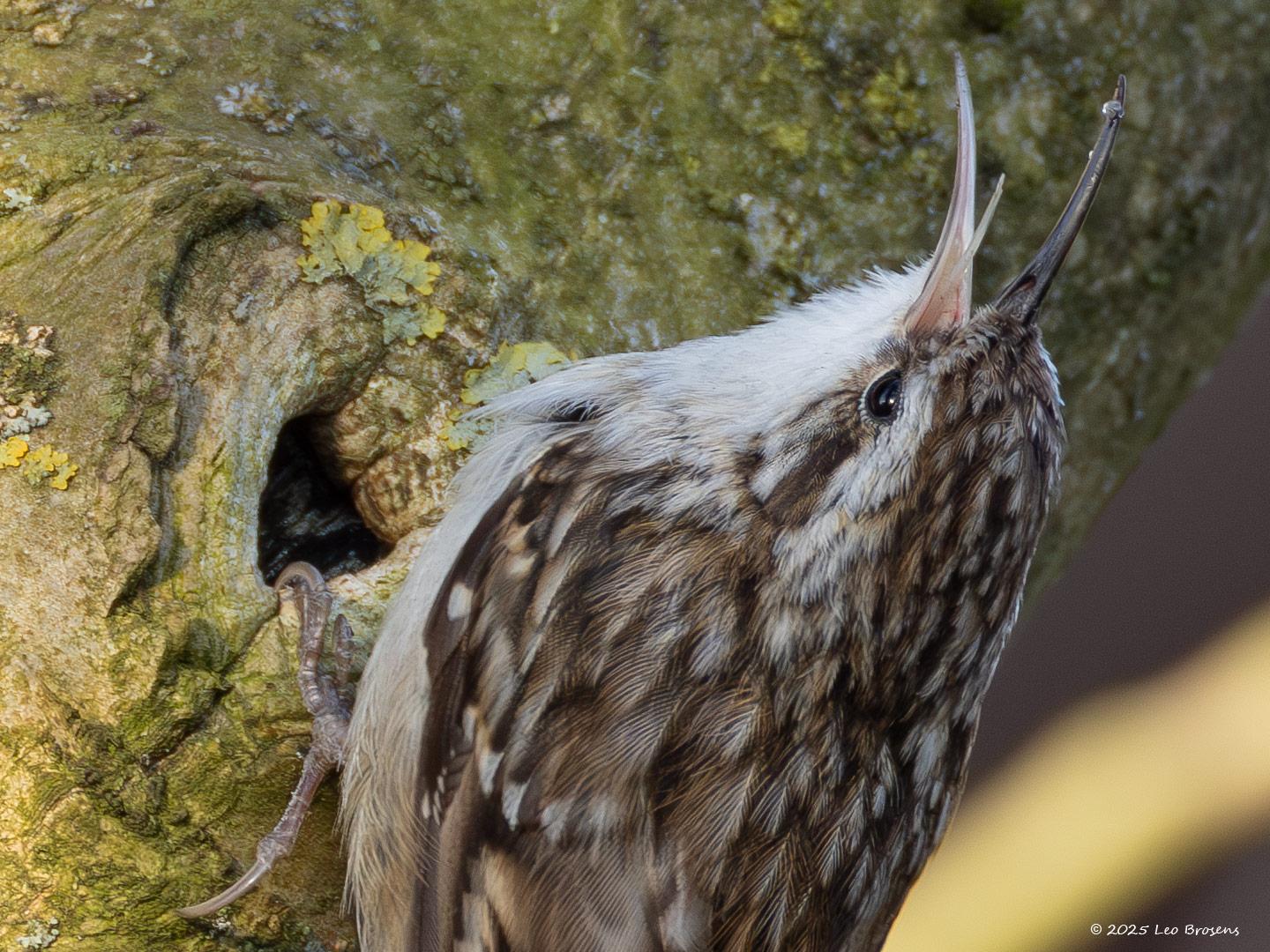 Boomkruiper-20250321g14401A1A4092avdcrfb-Tuin.jpg