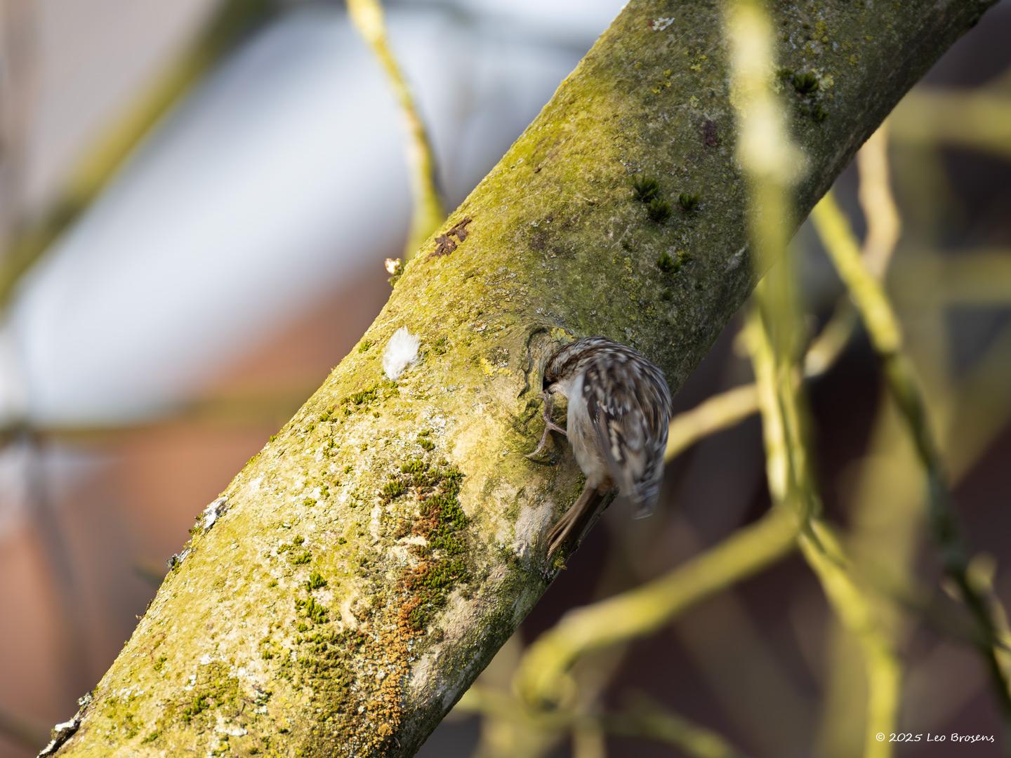 Boomkruiper-20250321g14401A1A4110avcrfb-Tuin.jpg