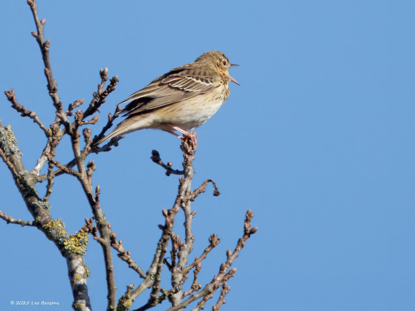Boompieper-20250401g14401A1A4967atcrfb-Oude-Buisse-Heide_0.jpg