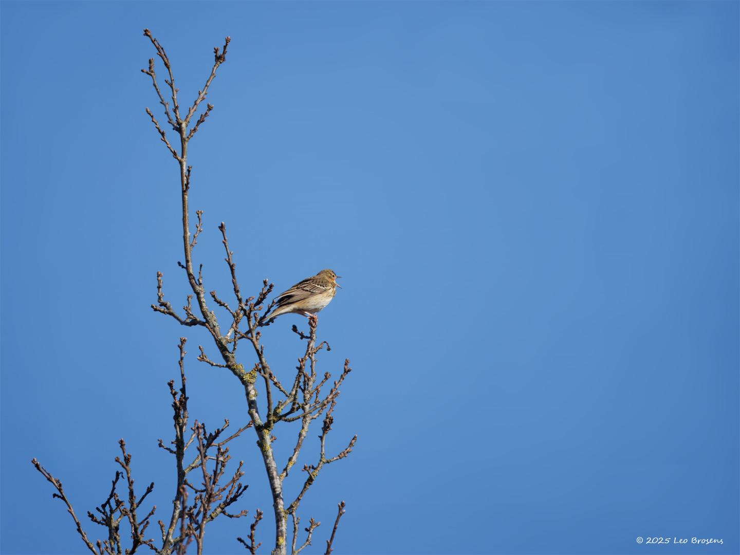 Boompieper-20250401g14401A1A4967otcrfb-Oude-Buisse-Heide_0.jpg