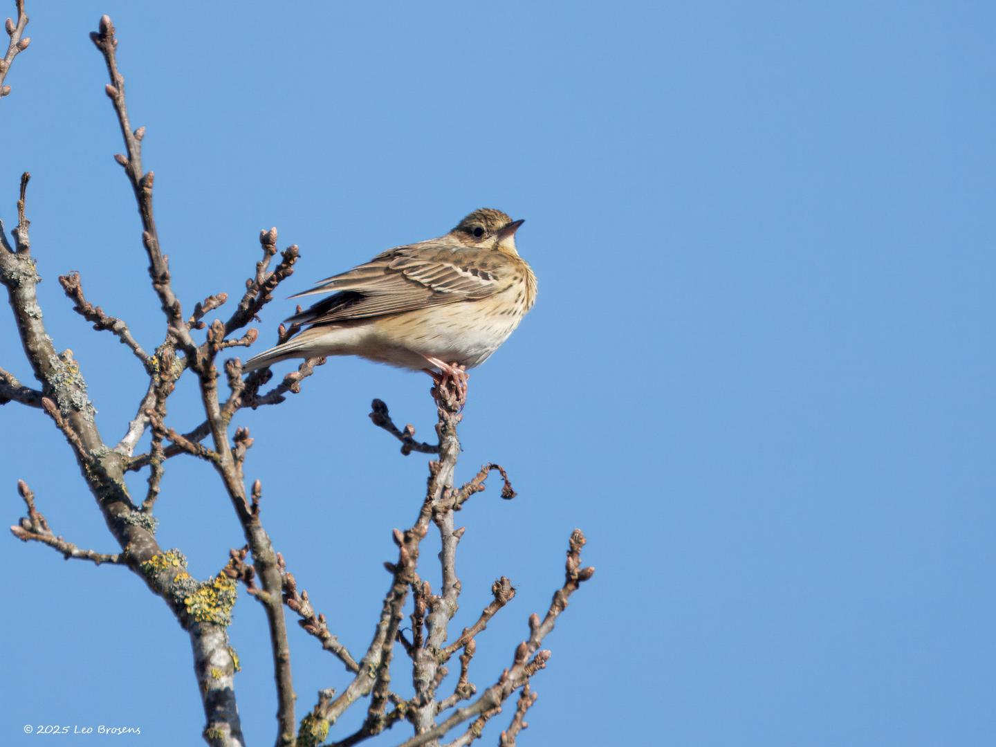 Boompieper-20250401g14401A1A4970atcrfb-Oude-Buisse-Heide_0.jpg