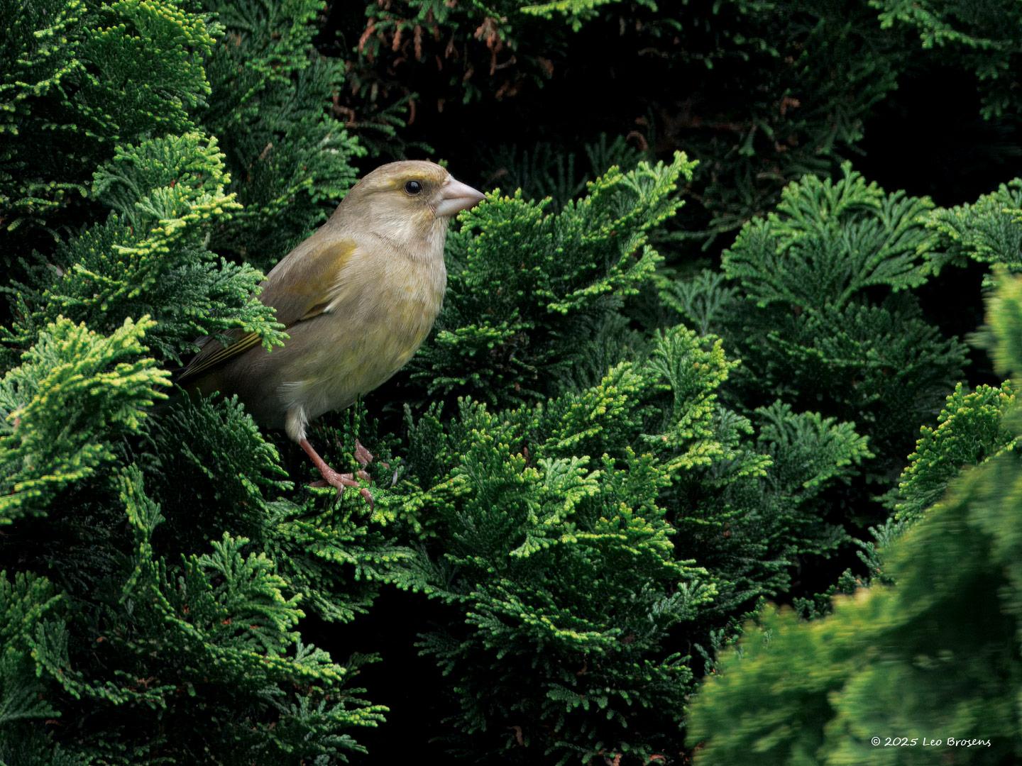 Groenling-20250326g14401A1A4716atcrfb-Tuin_0.jpg