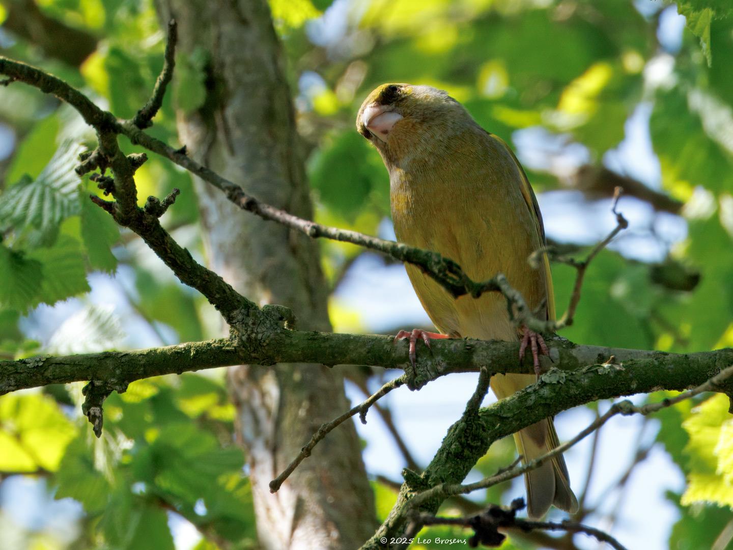 Groenling-202504031A1A5151dtcrfb-Tuin_0.jpg