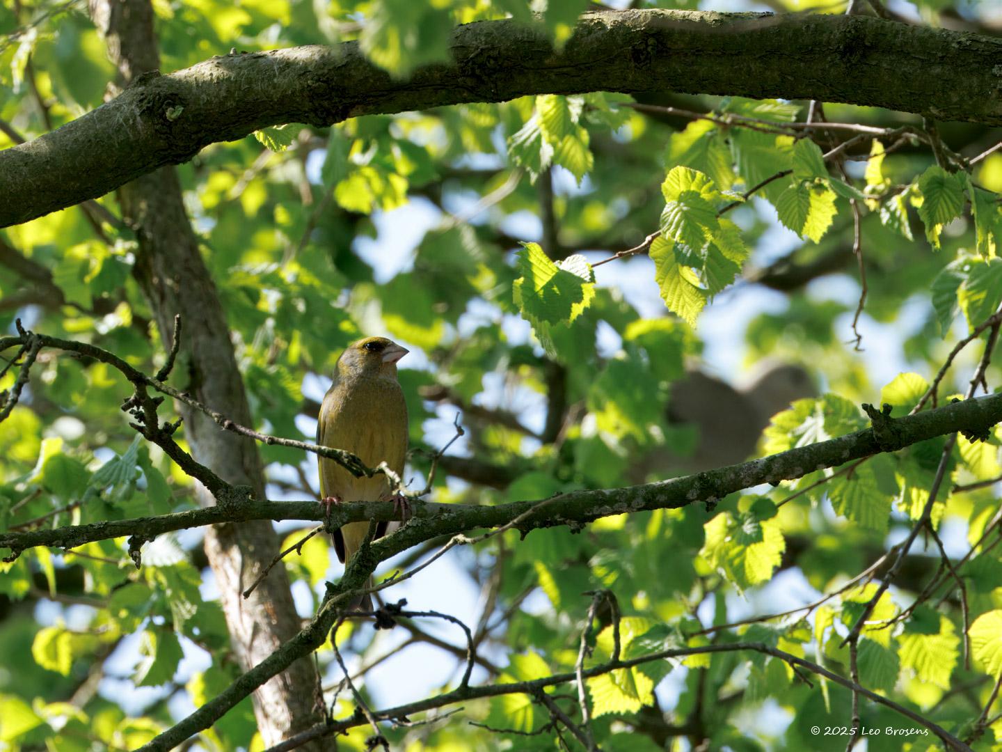 Groenling-202504031A1A5181otcrfb-Tuin_0.jpg