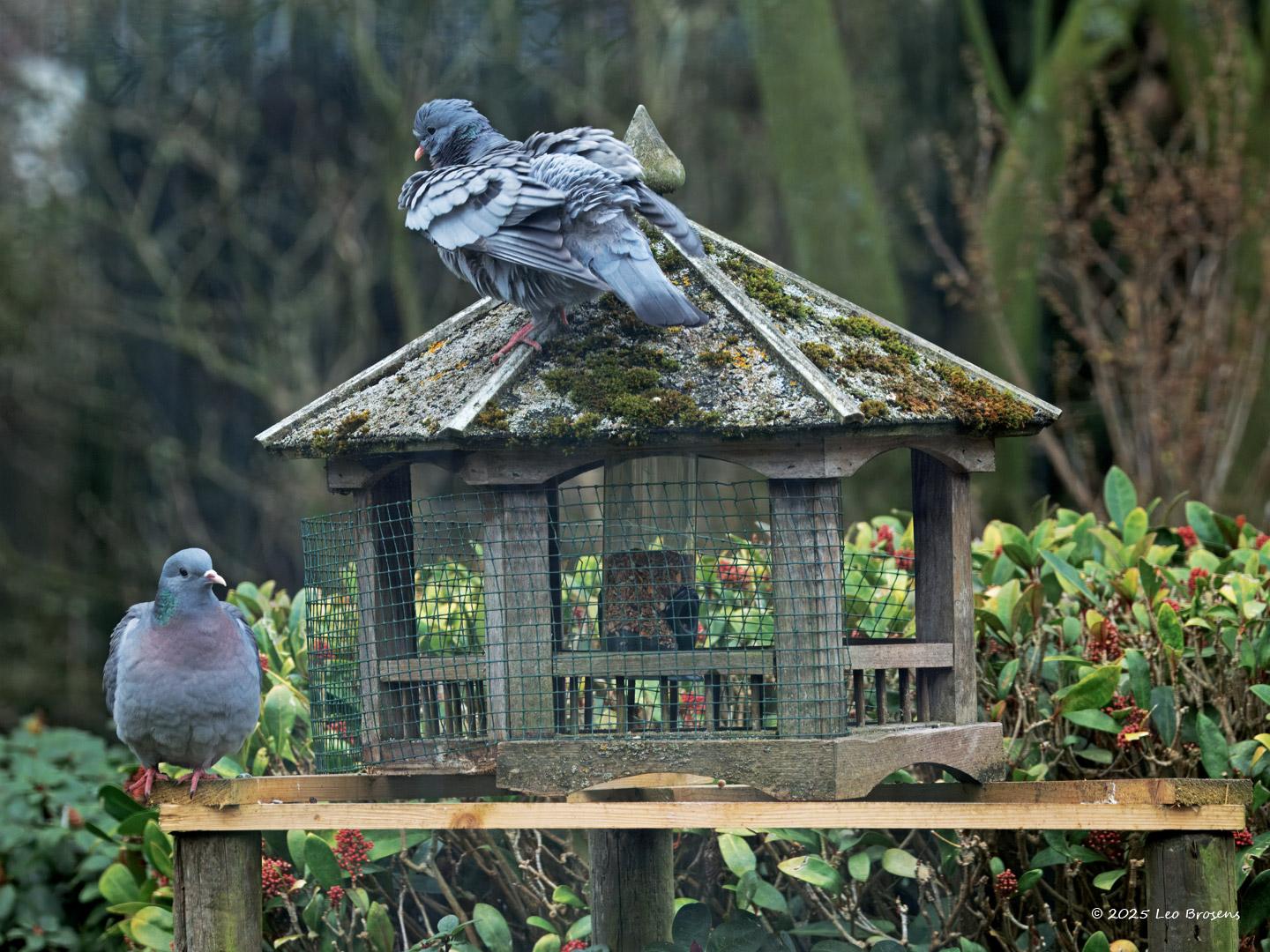 Holenduif-20250311g14401A1A3479atcrfb-Tuin_0.jpg