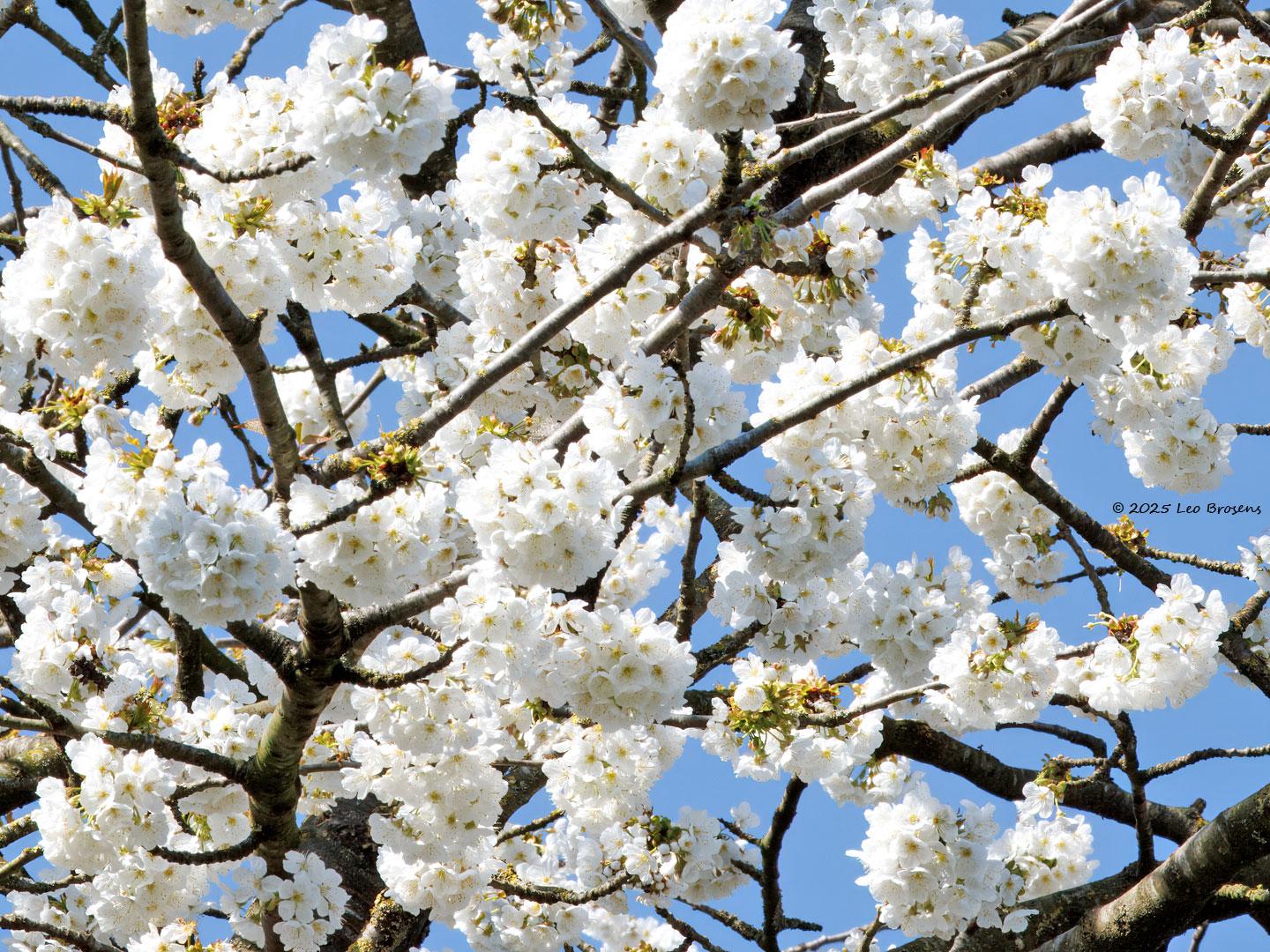 Kersenbloesem-20250404g14401A1A5220atcrfb-Tuin_0.jpg
