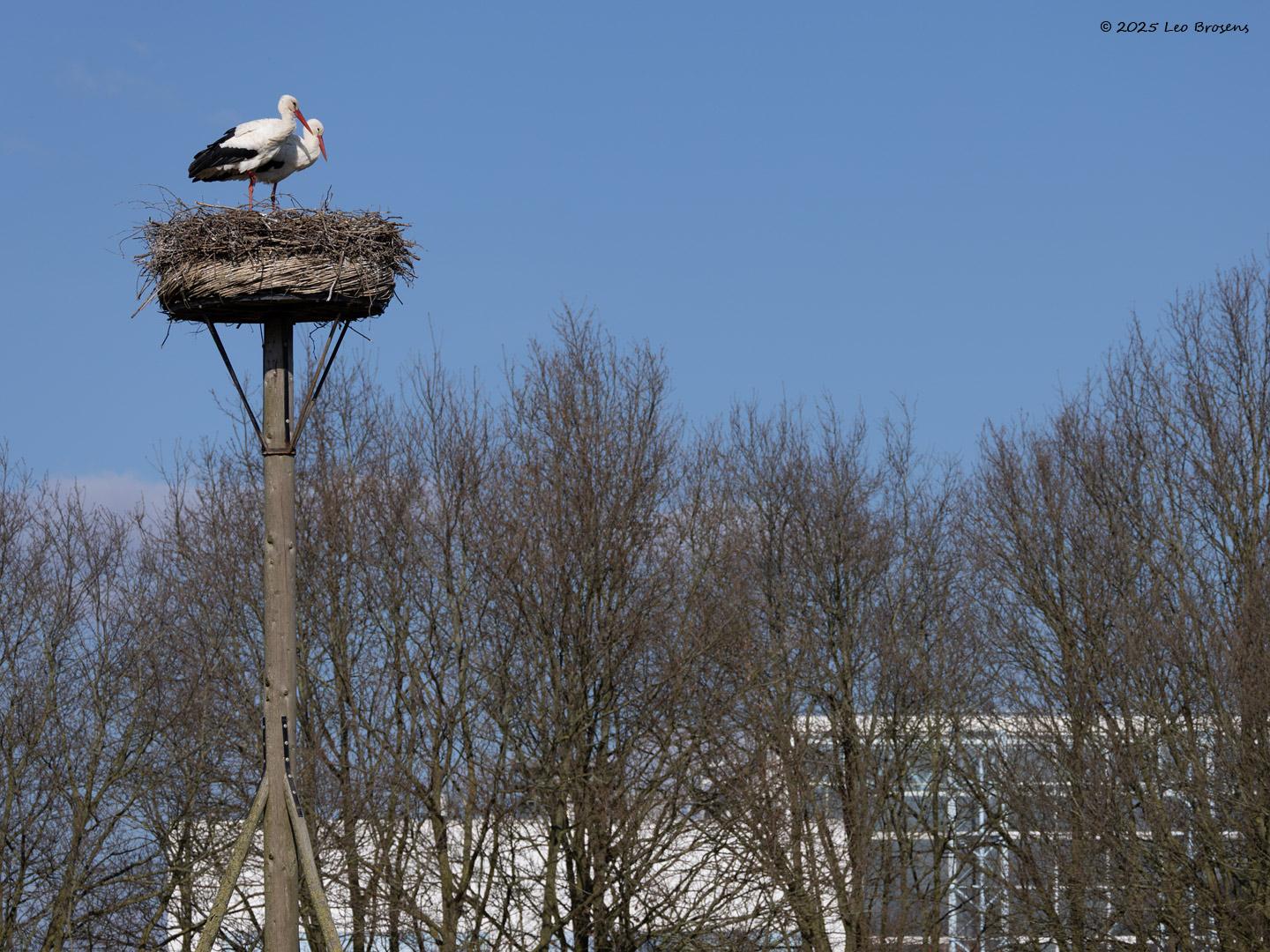 Ooievaar-20250317g14401A1A3516atcrfb-Schipperspad-Breda.jpg