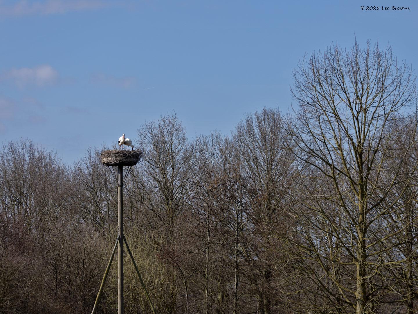 Ooievaar-20250317g14401A1A3557atcrfb-Schipperspad-Breda.jpg