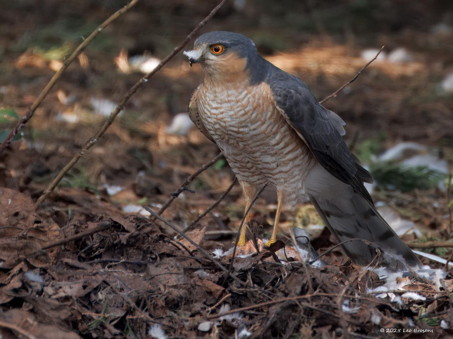 Sperwer-20250325g14401A1A4373atcrfb-Tuin.jpg