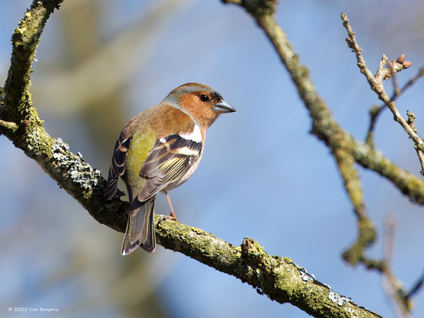 Vink-20250320g14401A1A4023atcrfb-Oude-Buisse-Heide.jpg