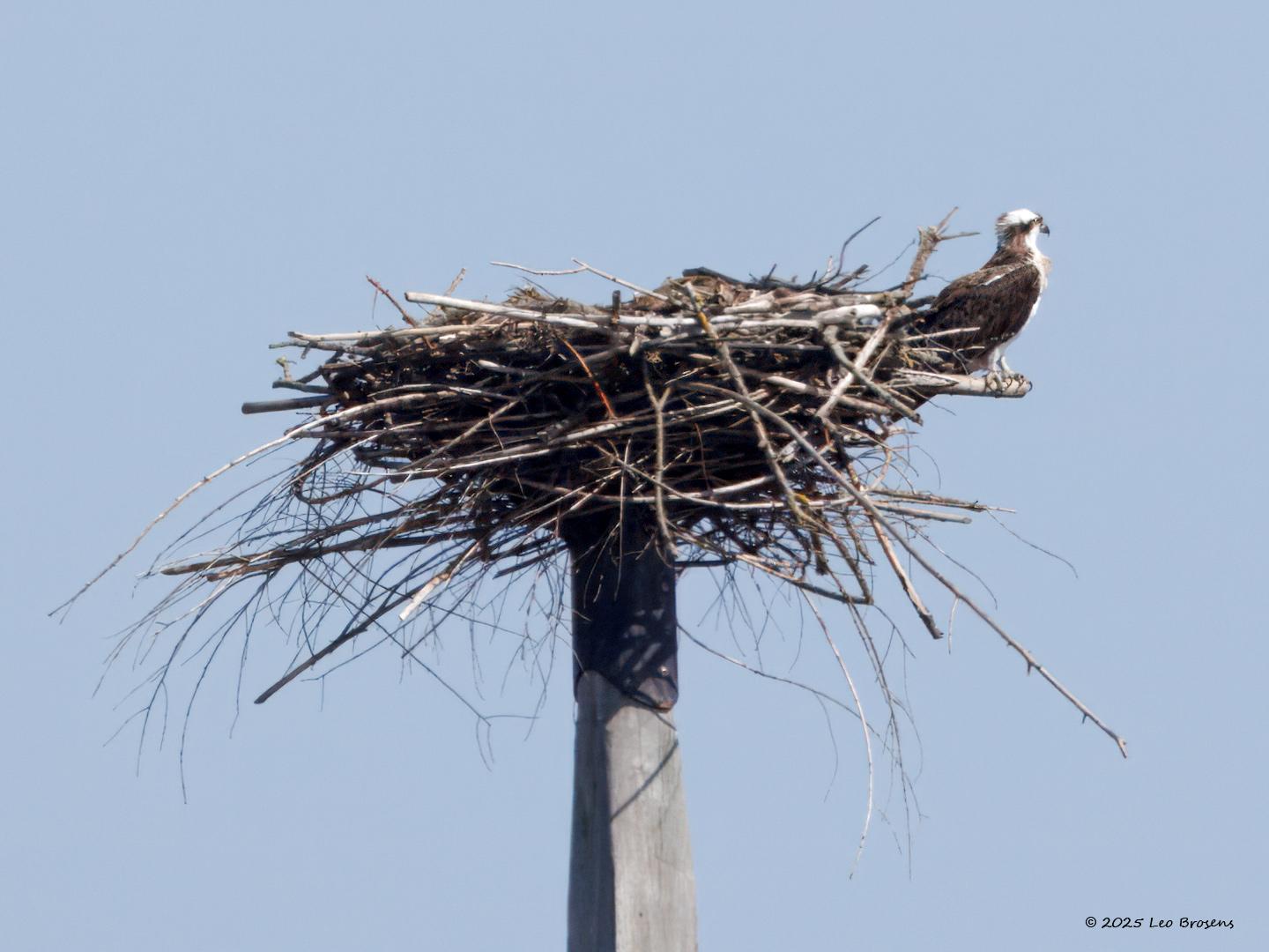 Visarend-20250412g14401A1A5975atcrfb-Grevelingendam_0.jpg