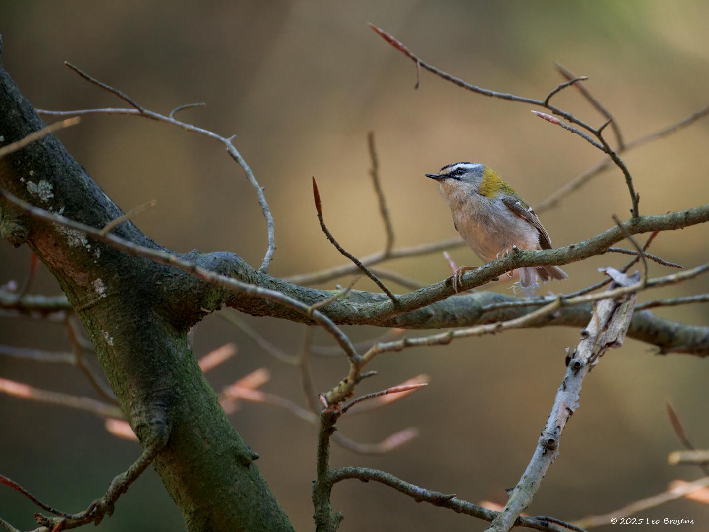 Vuurgoudhaan-20250401g14401A1A5020otcrfb-Oude-Buisse-Heide.jpg