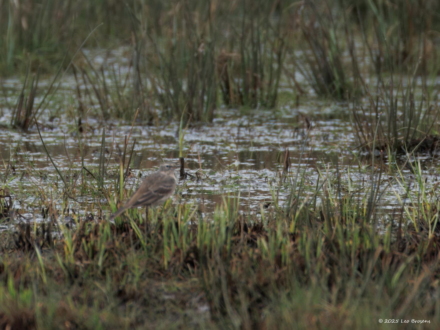 Waterpieper-20250322g14401A1A4212atcrfb-De-Matjens.jpg