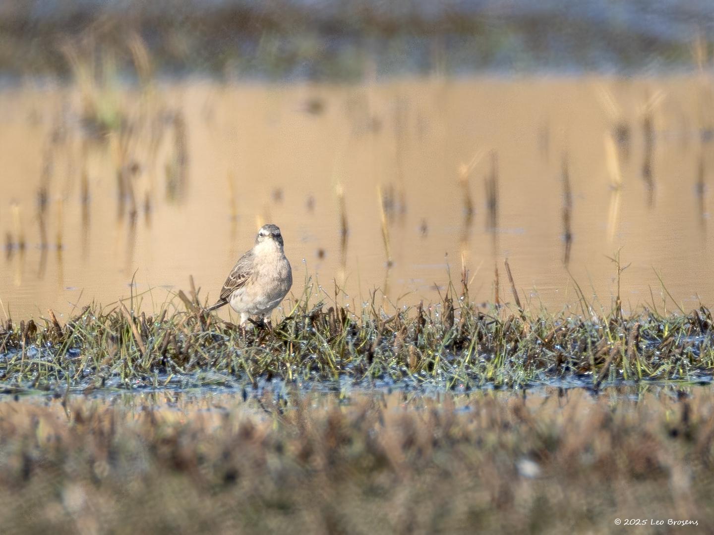 Waterpieper-20250327g14401A1A4787acrfb-De-Matjens_0.jpg