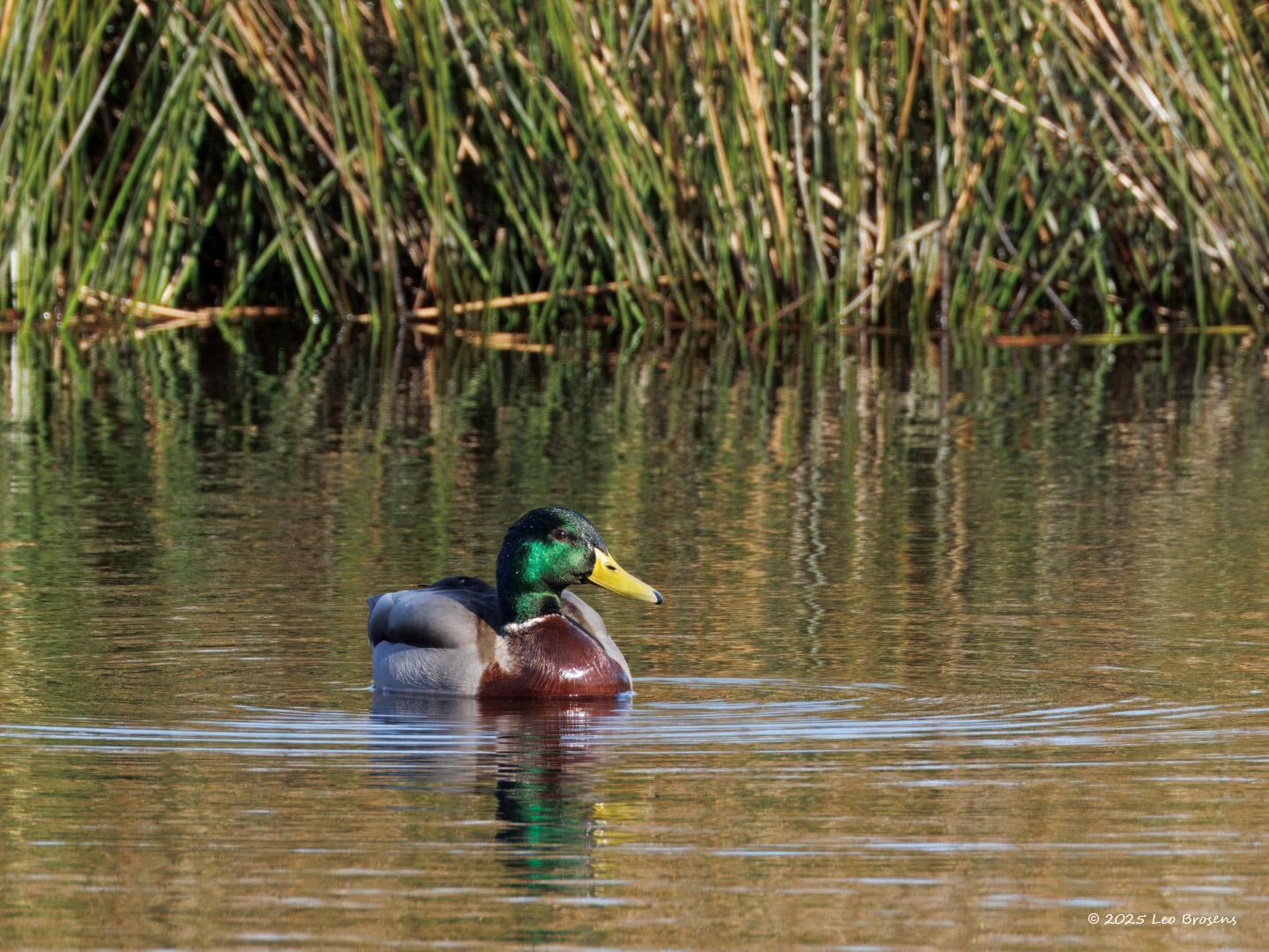 Wilde-eend-20250317g14401A1A3709atcrfb-Mastbos.jpg