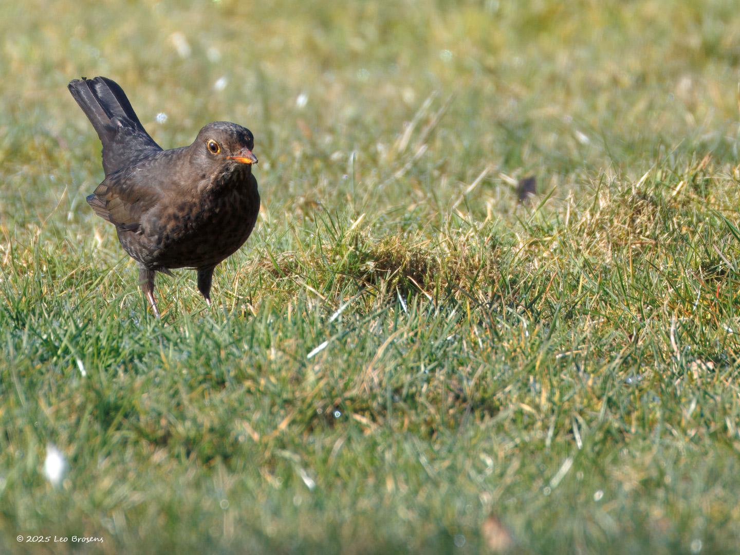 nMerel-20250307g14401A1A3088atcrfb-Oude-Buisse-Heide.jpg