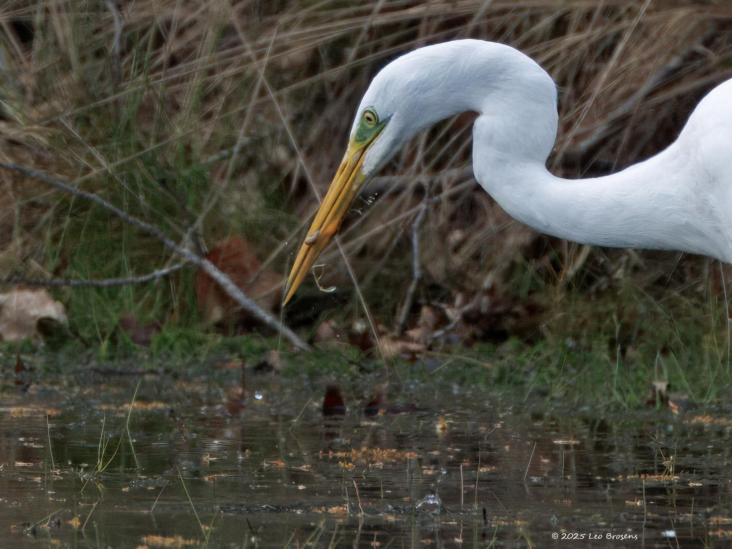 Grote-zilverreiger-20250422g14401A1A7113atcrfb-Oude-Buisse-Heide.jpg