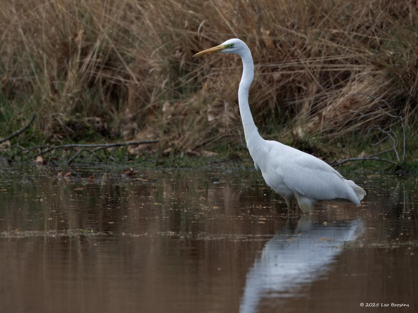 Grote-zilverreiger-20250422g14401A1A7116atcrfb-Oude-Buisse-Heide.jpg