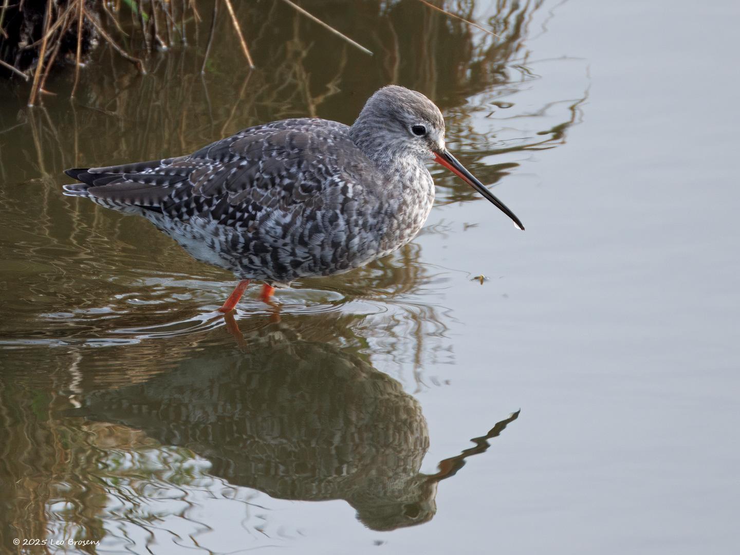 Zwarte-ruiter-20250414g14401A1A6355atcrfb-Yerseke.jpg