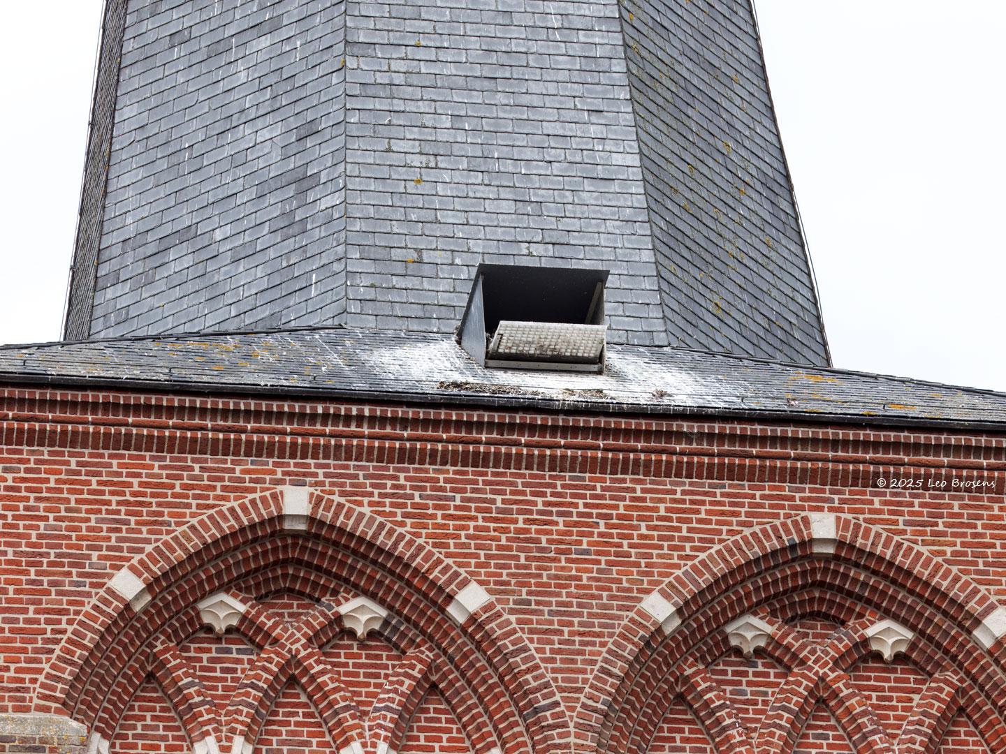 Slechtvalk-20250603g14401A1A9581atcrfb-Alphen_1.jpg
