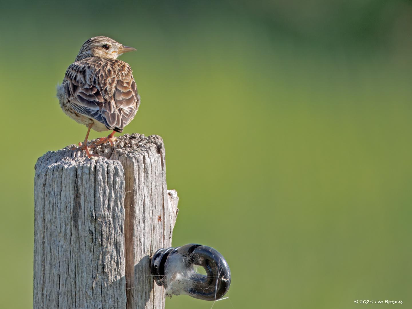 Veldleeuwerik-20250519g14401A1A8539atcrfb-Hogerwaardpolder_1.jpg