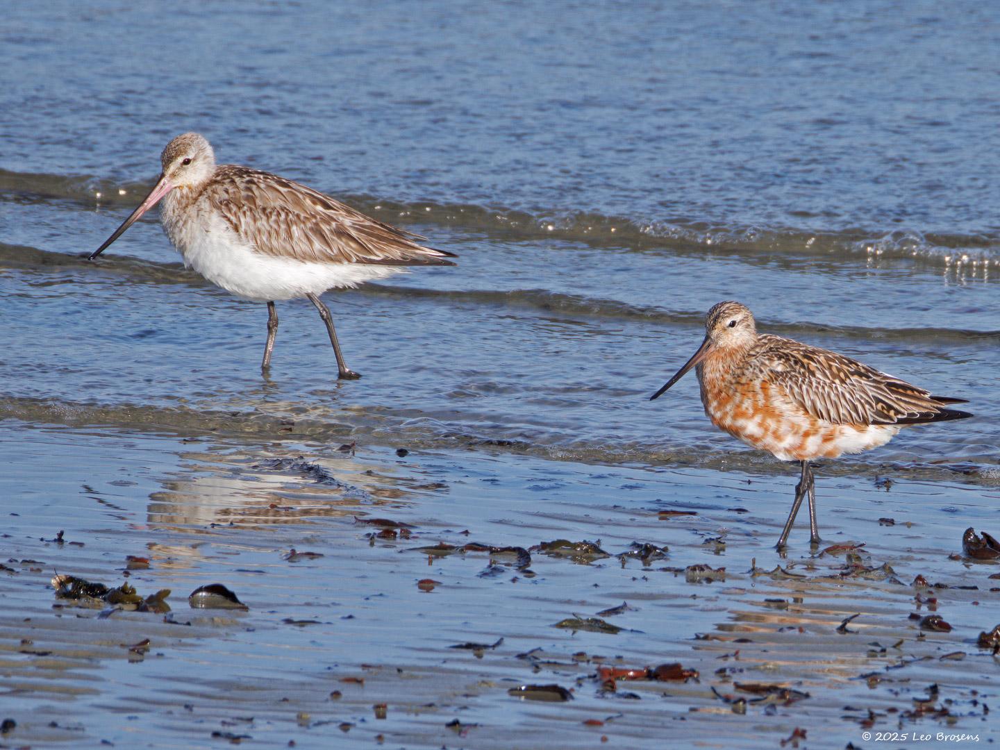 Rosse-grutto-20250526g14401A1A9108atcrfb-Schakerloopolder-Oosterschelde_0.jpg