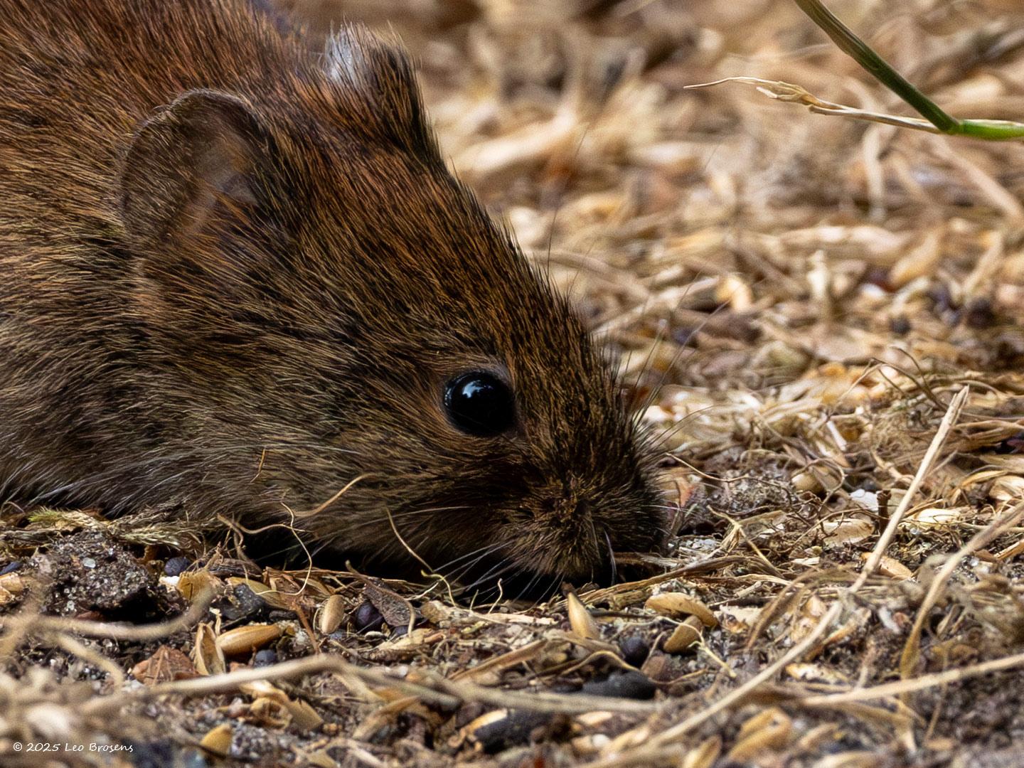 nRosse Woelmuis-20250714g14401A1A1554avcrfb-Pannenhoef.jpg