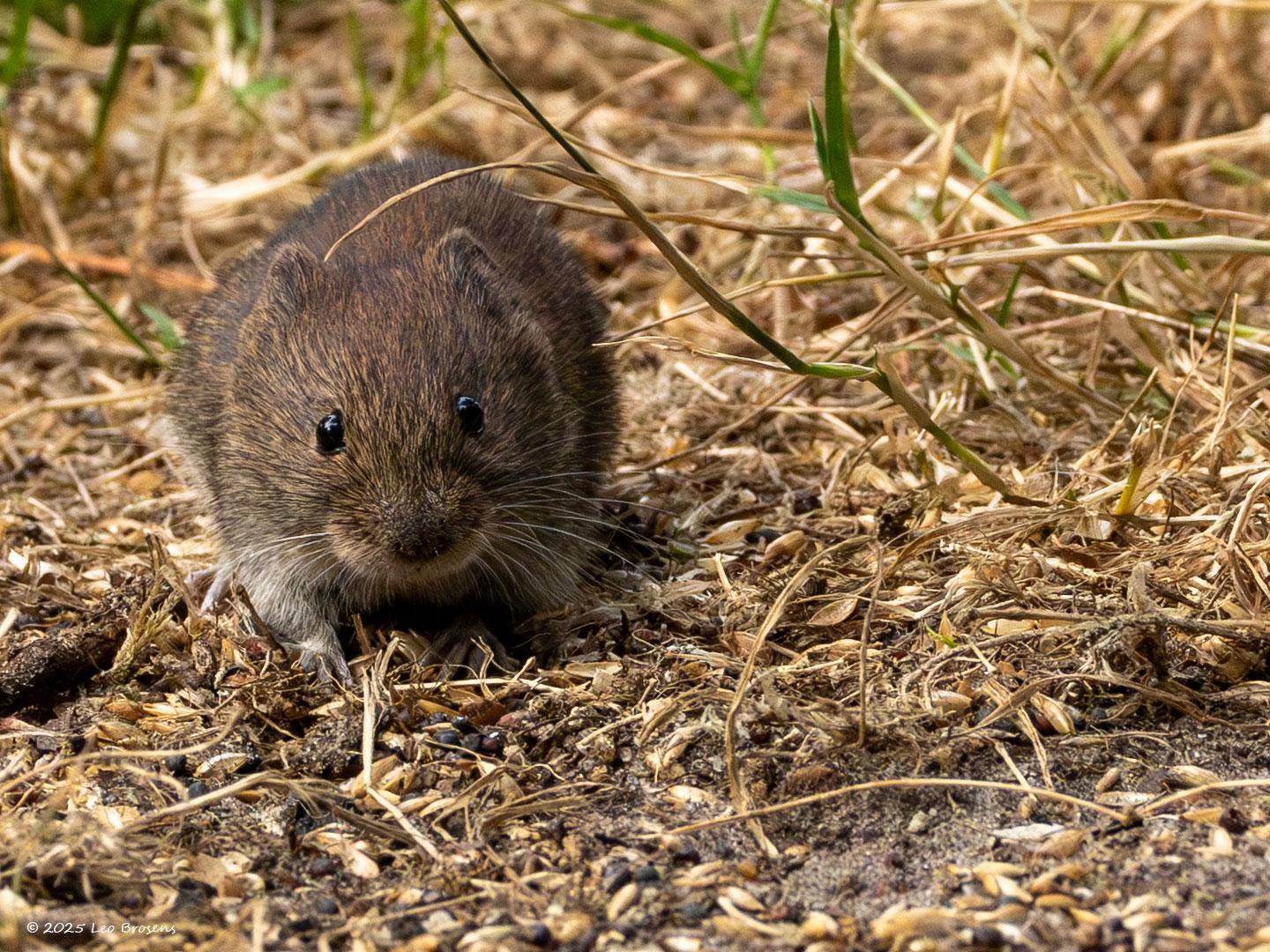 nRosse-Woelmuis-20250714g14401A1A1480avcrfb-Pannenhoef.jpg