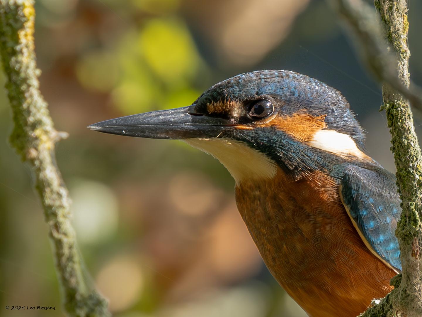 IJsvogel-20250815g14401A1A2401nvcrfb-De-Krochten.jpg