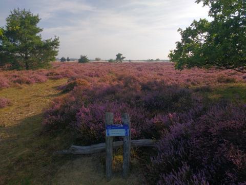 Loonse en Drunense duinen