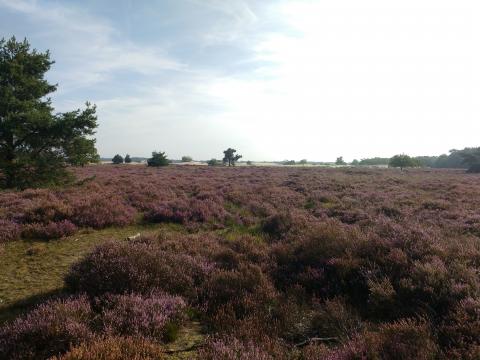 Loonse en Drunense duinen