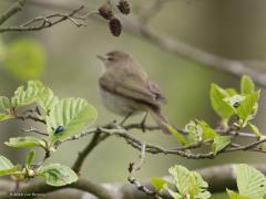20180429 Elzenhaantje Zie je dat blauwe kevertje linksonder op de foto? Helemaal rechts zit er nog een op een ander elzenblad, onscherp, je ziet alleen het blauwe vlekje. En zie je de aangevreten blaadjes? Dit soort insecten zien we tegenwoordig dus te weinig. De vogels, zoals hier een tjiftjaf op de achtergrond, hebben deze diertjes hard nodig om zelf goed gevoed te blijven maar zeker ook om hun jongen groot te brengen. De natuur is keihard, de een zijn dood is de ander zijn brood. We moeten er voor zorgen