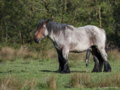 20180504 Paard In de Pannenhoef lopen enkele werkpaarden. Werkeloos, onbemiddelbaar vrees ik. Hopelijk blijven er hobbyisten over die dit soort paardenrassen in stand willen en kunnen houden. Het waren in mijn vroege kinderjaren nog duurzame tractors deze sterke joekels.