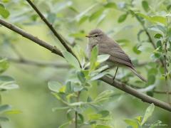 20180502 Tjiftjaf Nog een keertje een tjiftjaf. Deze foto gaat echter wat mij betreft niet zozeer over dit leuke vogeltje, ofschoon de oogstreep en de donkere pootjes goed herkenbaar zijn. De foto gaat meer over 'de' voorjaarskleur, over het heldere frisse groen van het voorjaar, over de nieuwe frisse energie die bomen, struiken en planten weer laten zien in april. Een kleur waar je een goed gevoel door krijgt.