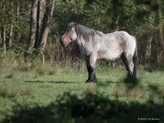 20180505 Paard Het was nog vroeg in de ochtend, denk dat ie nog maar net wakker was. Een gevalletje van ochtend strek- en rekwerk denk ik. Deed geen zeer en ging vanzelf over. Maar wat is die natuur toch indrukwekkend nietwaar?!