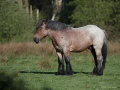 20180506 Paard Broerlief?
