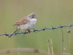 20180507 Grasmus Wie kent dit vogeltje niet moest ik denken. De grasmus is immers een veel voorkomend en nadrukkelijk aanwezig zangvogeltje, op de zandgronden althans, op de klei zie je hem niet vaak. Zijn zang is niet zo moeilijk uit het hoofd te leren, ook zijn gedrag is goed herkenbaar. Luid krassend zingend boven in een struik is ie met zijn witte keelvlek en opvallend oog niet te missen op een wandeling in een van onze natuurgebieden. De eerste grasmussen komen meestal half april in Nederland aan, in s