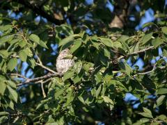 20180915 Steenuil Nooit eerder hier in onze tuin gezien, een steenuiltje in onze kersenboom. Daar worden we echt vrolijk van. Het gaat niet goed met dit leuke uiltje ofschoon het in onze streek nog mee valt denk ik. Tusseen 1975 en 2000 zijn de aantallen flink terug gelopen. Sindsdien nemen ze in het rivierengebied verder af, zijn ze op de zeeklei stabiel en herstellen ze licht op de zandgronden. De afname houdt verband met vermindering van nestgelegenheid (knotwilgen, schuurtjes) en voedsel (door intensive