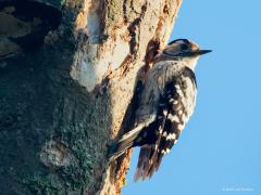 20190621 Kleine bonte specht Het wachten bij een oude dode boom vol met oude nestgaten loonde. Ook het vrouwtje van de kleine bonte specht kwam er naar eten zoeken. Mevrouw heeft geen rood op de kop.