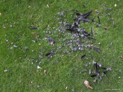 20190628 Moord in de tuin / (K)auw Volgens mij rond zessen hoorde ik gedoe in de tuin. Ik denk dat rond die tijd er een moord plaats vond op ons gazonnetje. Een hoop zwarte veren op het gras als bewijs. Uitgeplukt, afgebeten? Slechts een enkel restje vlees, een stukje van de ingewanden, lag er nog. De moordenaar is er met de buit nog van door gegaan. Volgens mij is de dader een sperwer en het slachtoffer een kauw.