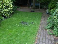 20190628 Moord in de tuin / (K)auw Volgens mij rond zessen hoorde ik gedoe in de tuin. Ik denk dat rond die tijd er een moord plaats vond op ons gazonnetje. Een hoop zwarte veren op het gras als bewijs. Uitgeplukt, afgebeten? Slechts een enkel restje vlees, een stukje van de ingewanden, lag er nog. De moordenaar is er met de buit nog van door gegaan. Volgens mij is de dader een sperwer en het slachtoffer een kauw.