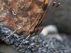20190916 Gehakkelde aurelia Hier kijken we de aurelia wat dieper in de ogen. Frappant vind ik het patroon in de ogen, wat dat precies veroorzaakt is me niet duidelijk. De witte C in de vleugelonderzijde is ook nog goed te zien.