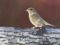 20191218 Groenling Zo in december heeft het vrouwtje ook nog geel in het verenkleed.