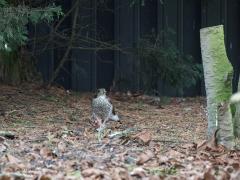 20191221 Sperwer Vandaag werd de plukplaats achter in onze tuin weer een keer gebruikt. Dramatisch voor de turkse tortel die werd opgegeten. Keihard is die natuur. Maar wel mooi en boeiend. Deze keer is het vrouwtje sperwer veel bruiner dan de vorige keer. Is dat winterkleed of is het een eerste jaars?