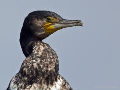 Zeeland / Vlissingen / 20100730